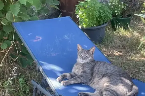 Chat tigré gris perdu à Clisson - photo