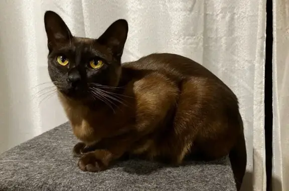 Missing cat , photo: Lost Burmese Cat Bruno in Hackett, ACT