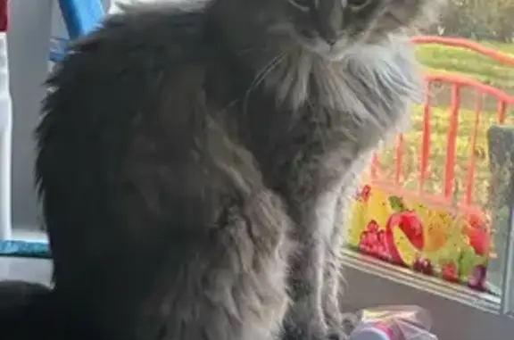 Lost Fluffy Grey Maine Coon - Zorra