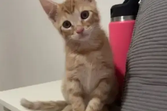 Lost Ginger Kitten: Striped & Scared