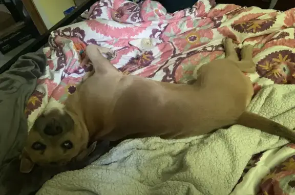 Lost Excitable Pup: Winslow on Black Acres