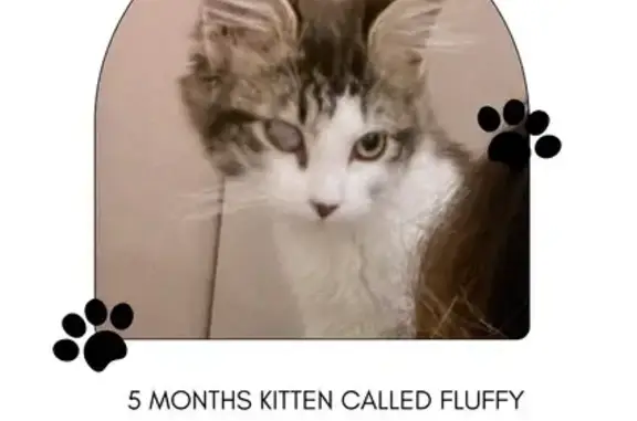 Lost Kitten: Partially Blind in Inner West