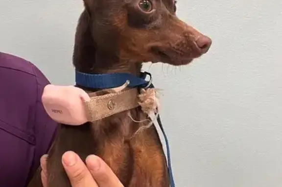 Found dog Indianapolis, photo: Found: Chocolate Mini Pinscher in Indy