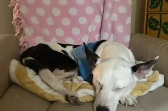 Help Find Gizmo: Limping White Dog Lost