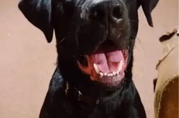 Lost Black Lab: Duke, Sweet Indoor Pet