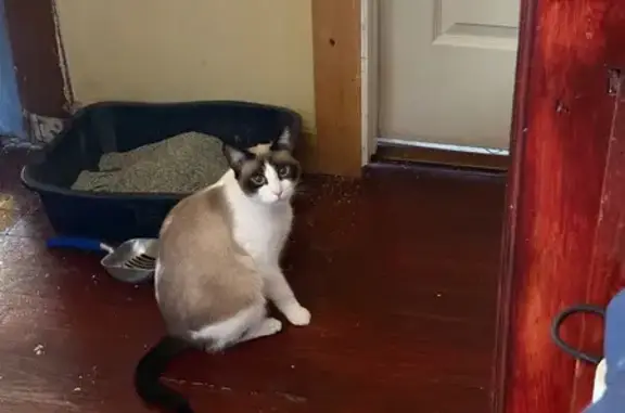 Lost Snowshoe Cat: Unique Heart Marking