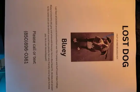 Lost and found pets Panama City, photo: Lost Dog: Grey/White, Blue Eyes, Panama City