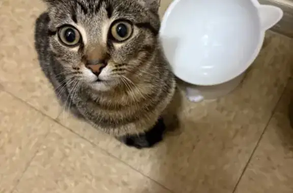 Lost Tabby: Frank Missing in Chicago