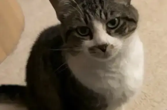 Lost Dark Gray Cat in North Carolina