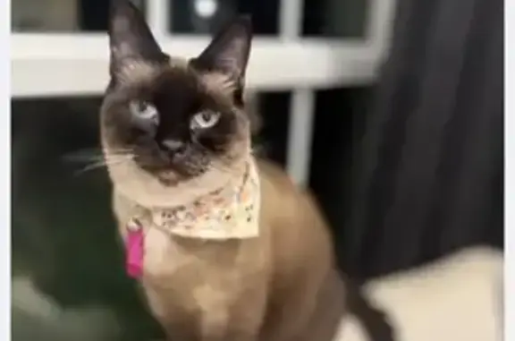Help Find Mocha: Missing Cat in Knoxville