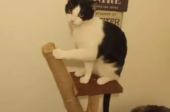 Chat perdu, Tinqueux, 2ème étage - photo