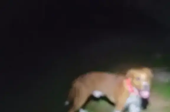 Found dog Navarre, photo: Found: Friendly Dog on Nina Street