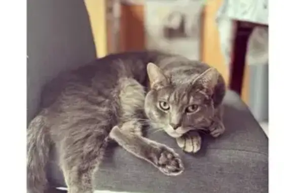 Help Find Gandolf: Lost Gray Cat in Smyrna