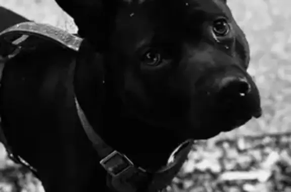 Lost and found pets Waltham, photo: Lost Pitbull Mix: Black with White Patch