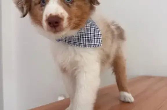 Lost Puppy: Blue Collar on Hunters Greene