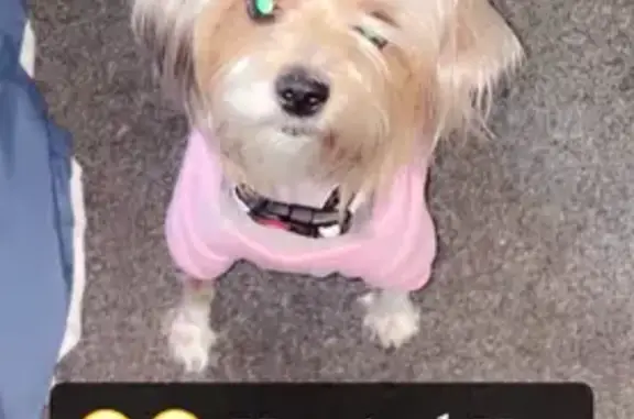 Lost Tan Cream Dog on N Logan Ave, MPLS