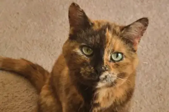 Found pets Galena, photo: Friendly Declawed, Deaf Cat Found in Galena