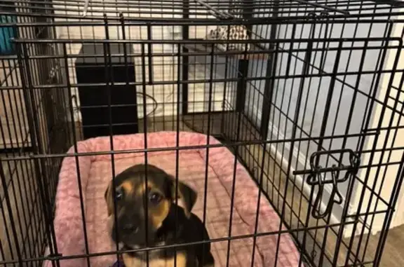 Found pets , photo: Found Dog: Black & Brown on Drayton Hall