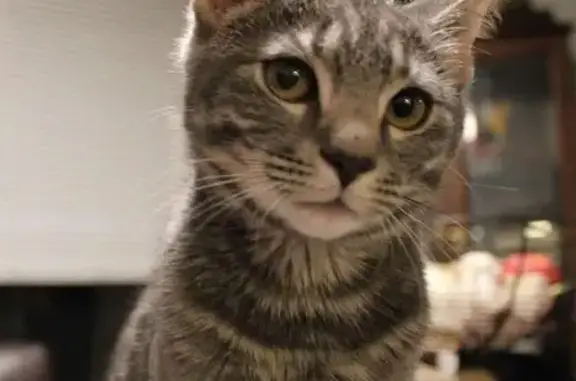 Lost Gray Cat Mono - Pearl St, Natick