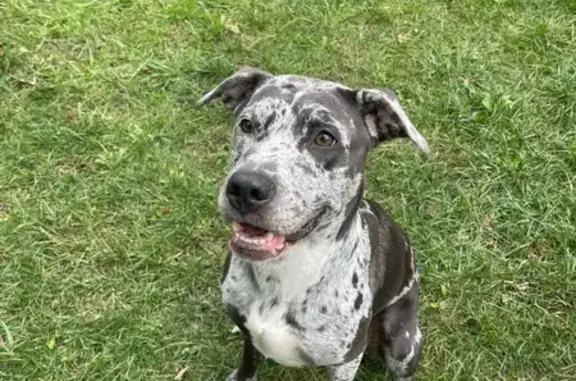 Lost pets Kansas City, photo: Lost Dog in Kansas City: 50 lbs, Spotted