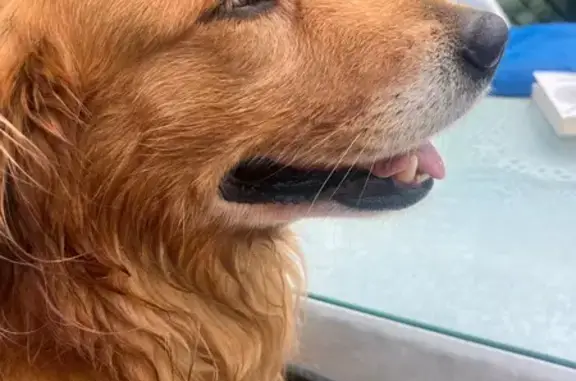 Perro Juguetón Perdido en Cuernavaca