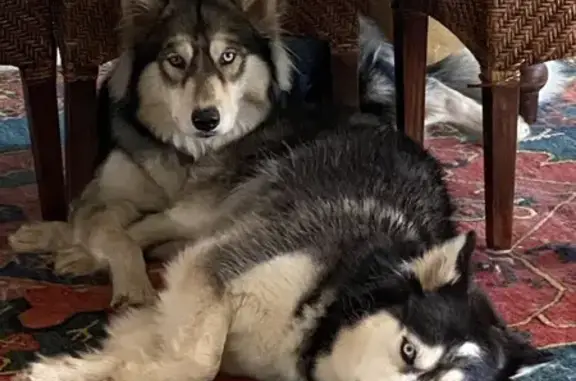 Lost Huskies: Manchas & Darla in Globe