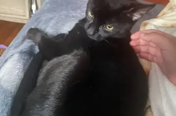 Lost Cat: Yellow Eyes & Unique Markings