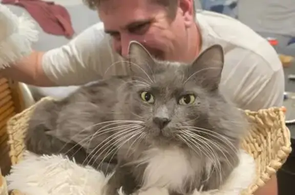 Lost Cat: Gray with White Spots, Bozeman