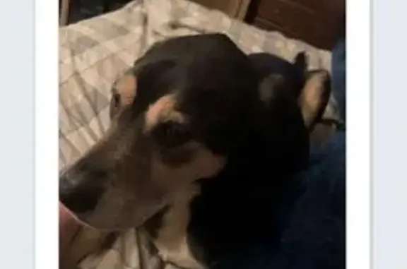 Missing: Tan & Black Dog Named Deacon