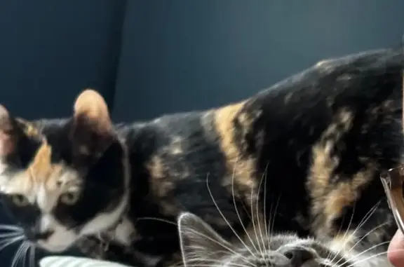 Lost and found pets Westland, photo: Lost Cat: Bright Eyes & Loud Meow