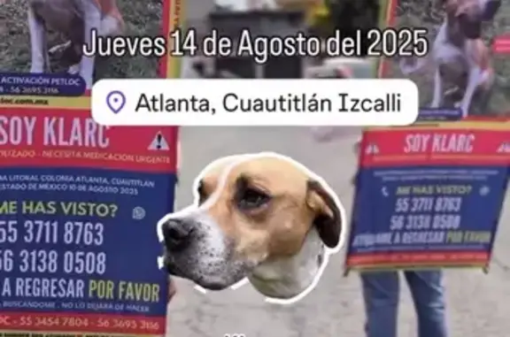 Perro Perdido en Austral, Cuautitlán Izcalli