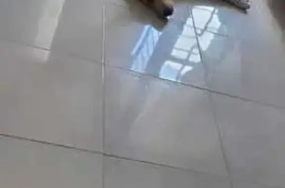¡Perro perdido en Paseos del Valle!