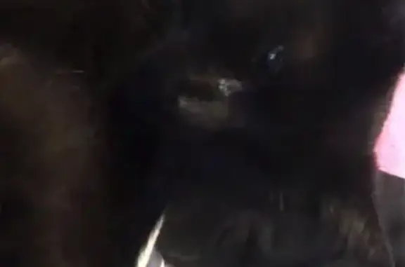 Friendly Black Cat Lost on Clay Street