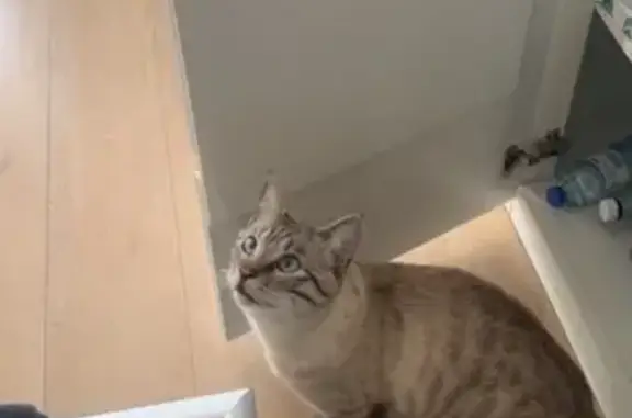 Chat mâle perdu, beige, yeux bleus, Décines - photo