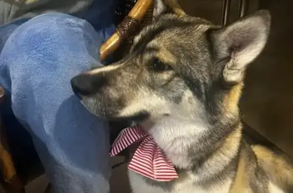 ¡Se busca perra perdida! Recompensa $10,000