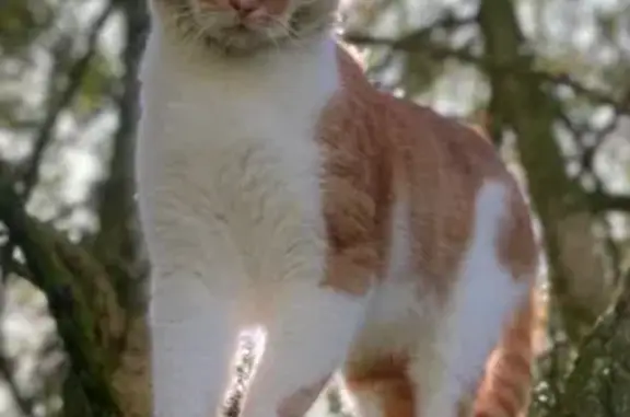 Animaux perdus Colombey-les-Belles, photo: Chat roux-blanc perdu à Colombey-les-Belles