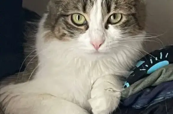 Animaux perdus Toulouse, photo: Chatte Nori perdue rue Cujette, Toulouse