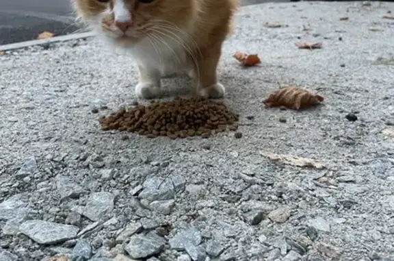 Chat trouvé Mauves-sur-Loire, photo: Chat roux et blanc trouvé à Mauves-sur-Loire