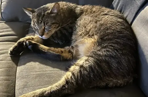 Lost: Friendly 20lb Cat Milo in Torrington