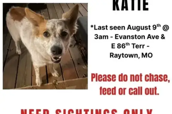 Lost Dog: No Tail, White & Spotted in Raytown