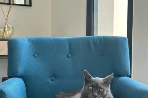 Chat perdu : cicatrice et oreilles coupées - photo
