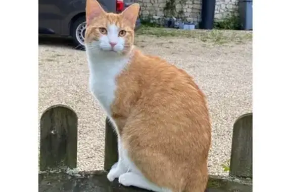 Chat perdu, , photo: Chat roux et blanc perdu, craintif.