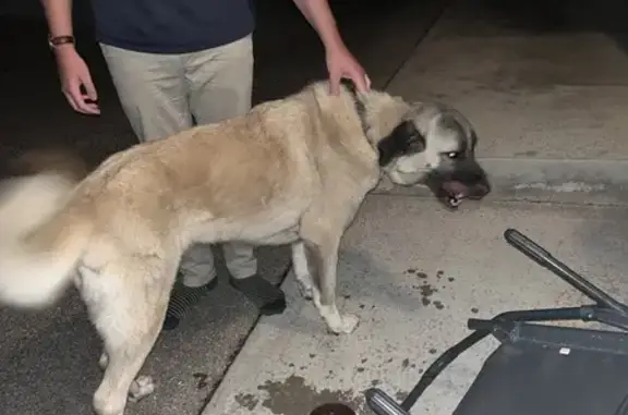 Chien beige trouvé, Tête noire, Mésigny - photo