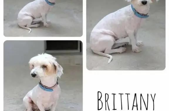 Chien perdu Neuilly-en-Thelle, photo : Chienne perdue : Brittany, 5 ans, Neuilly