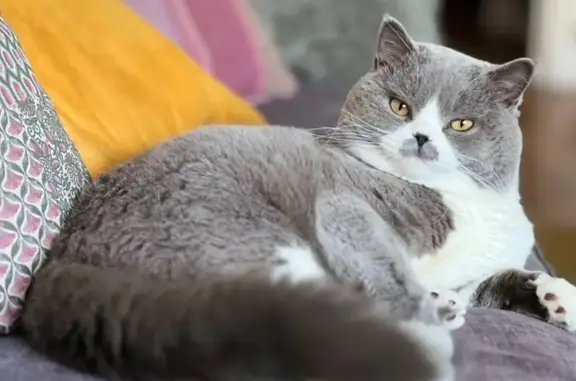Chat perdu, Le Havre, photo: Chat perdu : gris/blanc, peureux, malade
