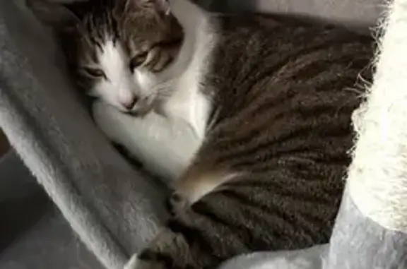 Chat perdu à Ballancourt : Minouche disparu - photo
