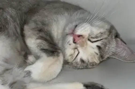 Chat perdu, Sireuil, photo: Chatte blanche Umi perdue à Sireuil