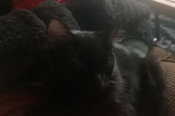 Lost Black Cat: Thunder on Lipton Rd
