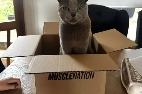 Missing cat , photo: Lost Grey Russian Blue Cat on Toodyay Rd
