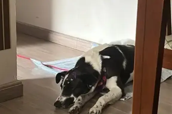 cachorro encontrada